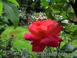 Midsummer Midsummer