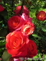 Midsummer Midsummer