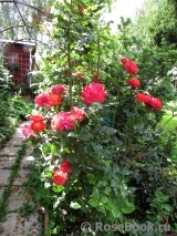 Midsummer Midsummer