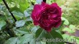 Bleu Magenta Bleu Magenta