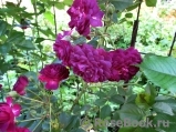 Bleu Magenta Bleu Magenta