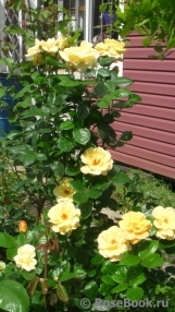 Yellow Queen Elizabeth Yellow Queen Elizabeth