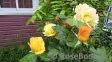 Yellow Queen Elizabeth Yellow Queen Elizabeth