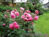 Rosarium Uetersen Rosarium Uetersen