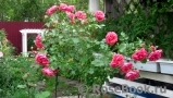 Rosarium Uetersen Rosarium Uetersen