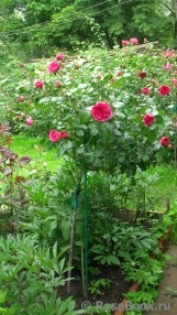 Baronesse Baronesse