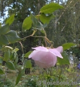 Mme Pierre Oger Mme Pierre Oger