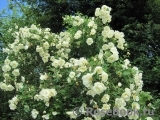 Rose spinosissima Rose spinosissima