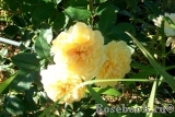 Yellow Romantica Yellow Romantica