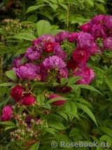 Perennial Blue Perennial Blue