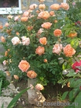 Lady of Shalott Lady of Shalott