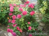 Sophy’s Rose Sophy’s Rose