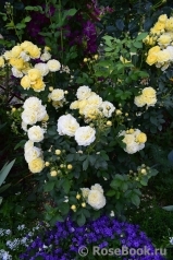 Golden Border Golden Border