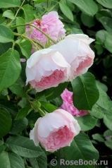 The Wedgwood Rose The Wedgwood Rose