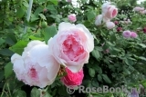 The Wedgwood Rose The Wedgwood Rose