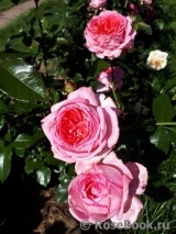 La Rose de Molinard ® La Rose de Molinard ®