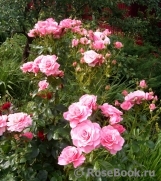 Tickled Pink Tickled Pink