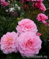 Tickled Pink Tickled Pink