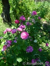 Reine des Violettes Reine des Violettes