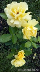 Friesia Friesia