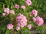 Heavenly Pink Heavenly Pink