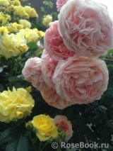 Abraham Darby Abraham Darby