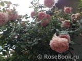 Abraham Darby Abraham Darby
