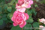 Comtesse de Provence®
