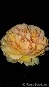 Beatrice Beatrice