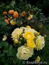 Golden Border Golden Border