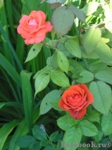 Terracotta ® Terracotta ®