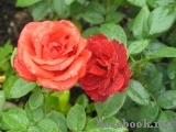 Terracotta ® Terracotta ®