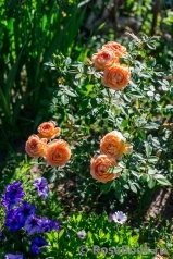 Lady of Shalott Lady of Shalott