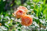 Lady of Shalott Lady of Shalott