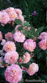 Augusta Luise Augusta Luise