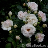 Aspirin Rose Aspirin Rose