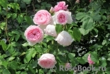 The Wedgwood Rose The Wedgwood Rose