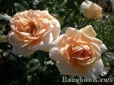Lions Rose Lions Rose