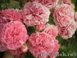 Rosarium Uetersen Rosarium Uetersen