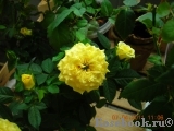 Smile Kordana ® Smile Kordana ®