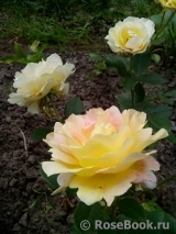 Rose des Cisterciens Rose des Cisterciens