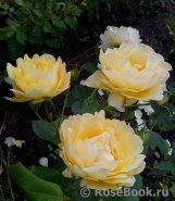 Rose des Cisterciens Rose des Cisterciens