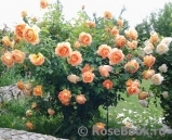 Lady of Shalott Lady of Shalott