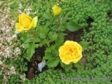 Smile Kordana ® Smile Kordana ®