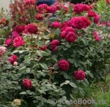 Ascot Ascot