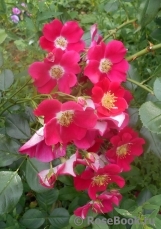 Candia Meillandecor Candia Meillandecor