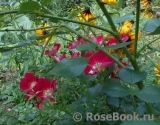 Candia Meillandecor Candia Meillandecor
