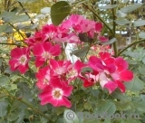 Candia Meillandecor Candia Meillandecor