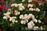 Lions Rose Lions Rose