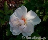 Jacqueline du Pre Jacqueline du Pre